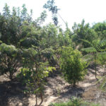 Reflorestamento heterogêneo
